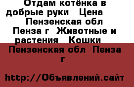 Отдам котёнка в добрые руки › Цена ­ 100 - Пензенская обл., Пенза г. Животные и растения » Кошки   . Пензенская обл.,Пенза г.